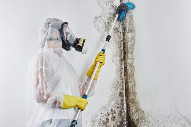 Best Professional Mold Removal  in Pilot Mountain, NC