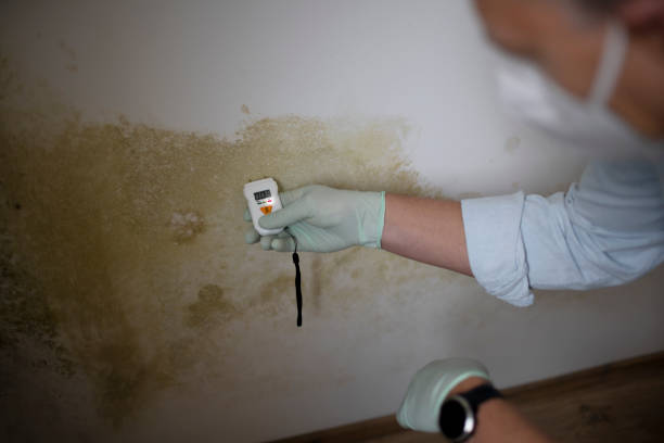 Crawl Space Mold Removal in Pilot Mountain, NC